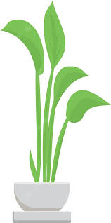 plante verte home organiser harmonie bien etre