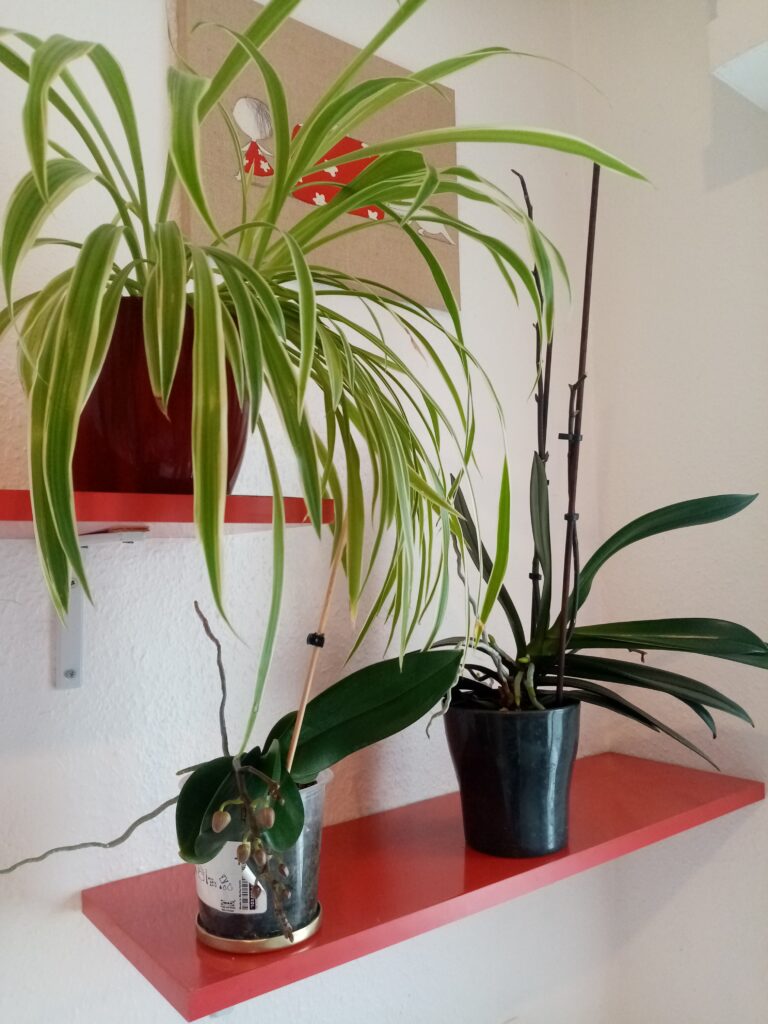 plantes d'intérieur en home organising pour davantage de bien-être et d'harmonie